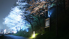 足高山の桜 ライトアップ実例