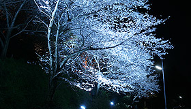 足高山の桜 ライトアップ実例