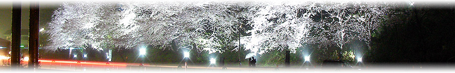 夜桜の照明（ライトアップ）イメージ